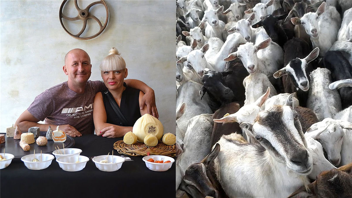 奶酪包裝設計(圖2) 奶酪包裝設計(圖2)