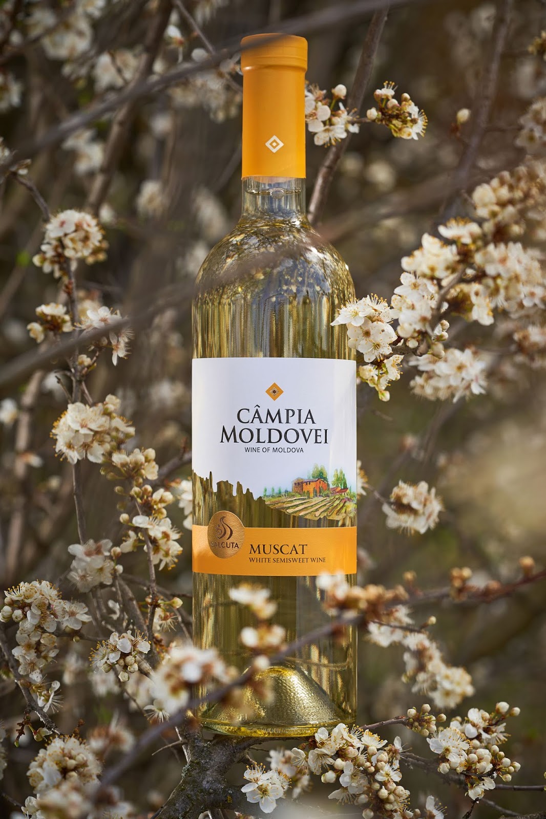 蘭州酒包裝設(shè)計公司(圖3) 蘭州酒包裝設(shè)計公司(圖3)