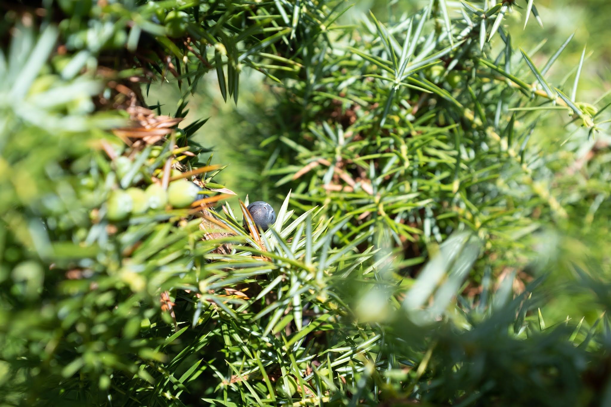 山脈樹的年輪概念的酒包裝設計(圖7)