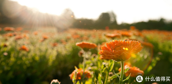 維蕾德品牌故事-logo設(shè)計(jì)分析(圖1) 維蕾德品牌故事-logo設(shè)計(jì)分析(圖1)