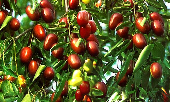 鼎力東方棗園 鼎力東方棗園品牌logo與食品包裝設(shè)計(jì)欣賞(圖2)